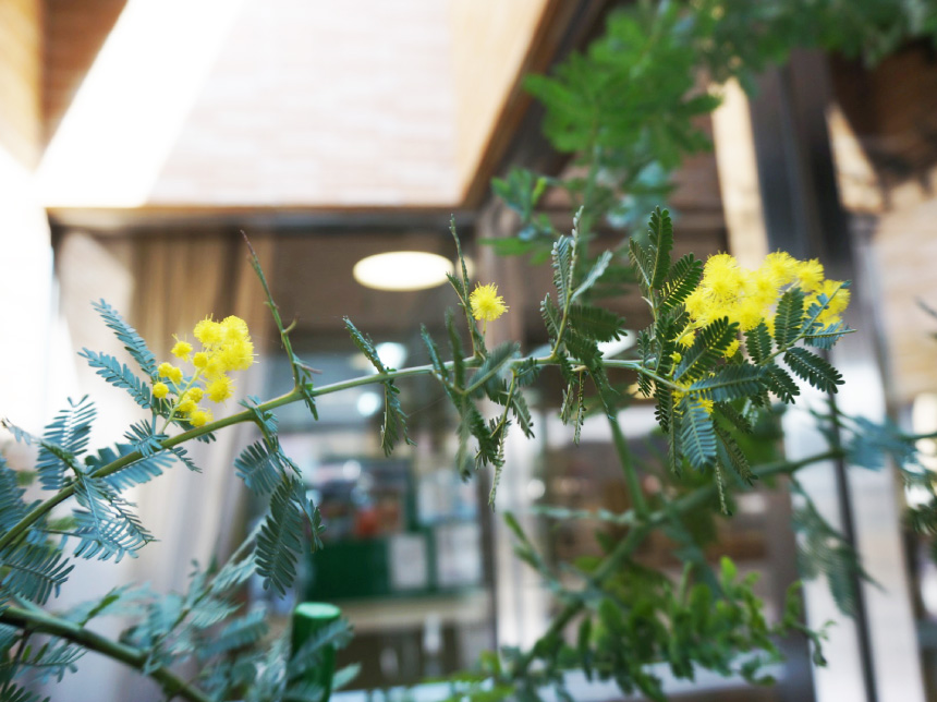 ミモザの花が咲きました♪