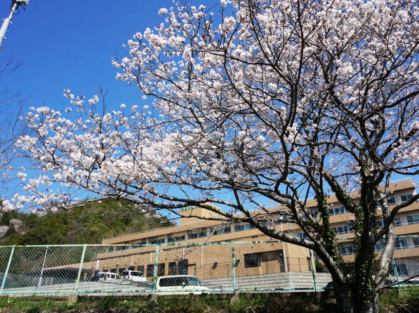 さくら